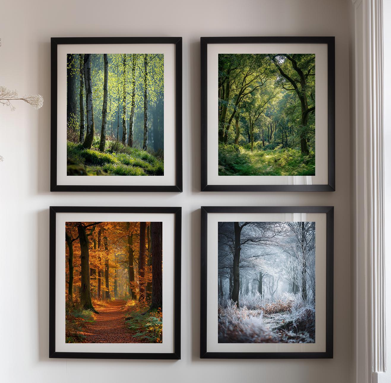 English Forest Seasons Photography Print: British Woodland Nature Art