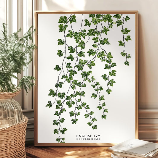 Vintage English Ivy Botanical Wall Art: Hedera Helix Leaf