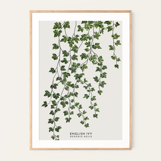 English Ivy Botanical Print: Hedera Helix Green Leaf Wall Art